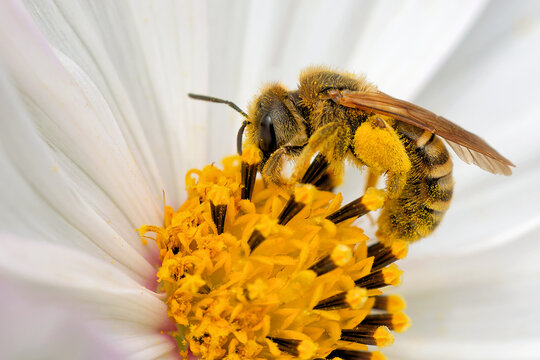 Furchenbiene sammelt Pollen auf einer Cosmea