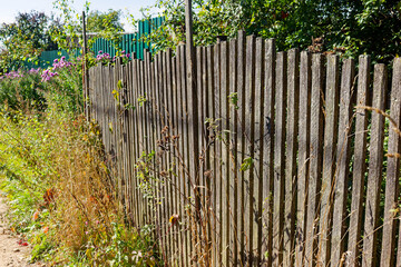 Obraz premium Weathered wooden picket fence borders a wild overgrown garden with dry grasses and blooming purple flowers on a sunny summer day in the countryside village landscape