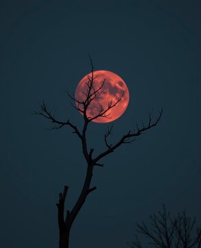 Lunar Eclipse Moon Over Tree Silhouette Against Night Sky with Copy Space