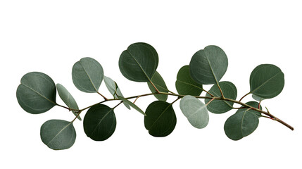 Fresh green eucalyptus branch with round leaves © Lyra
