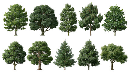 Collection of various deciduous and coniferous trees with lush green foliage © Lyra