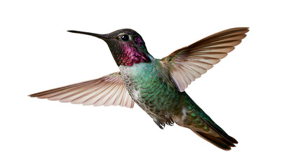 Anna s hummingbird in flight with iridescent green feathers and magenta throat © Lyra