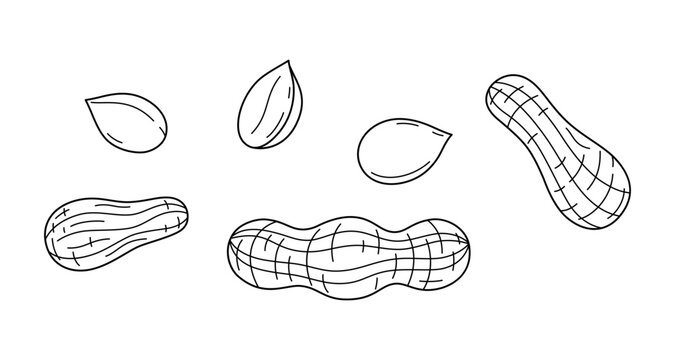 Hand drawn peanut line art set, different peanuts in shells and out of shells with thin detailed texture, vector illustration isolated on transparent background