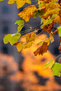 Yellow autumn leaves fill the foreground against a softly blurred urban setting in La Defense in Paris France bringing seasonal nature into the modern city