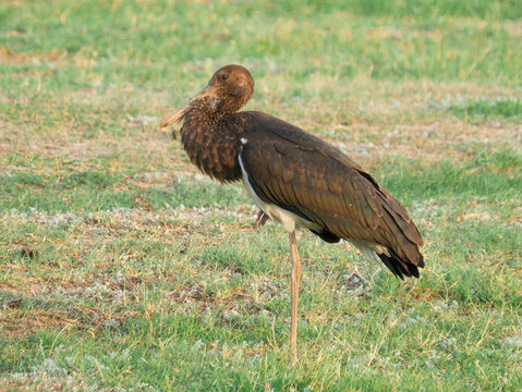 Juvenile Black Stork (Ciconia n) resting during autumn migration in Eastern Europe