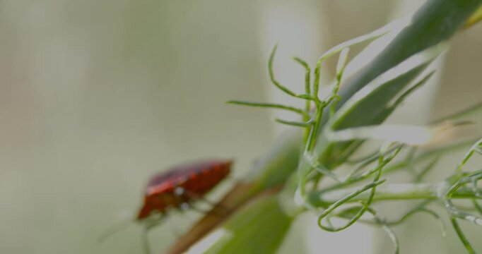 Macro video of a red striped stink bug climbing a green plant stem in close up.