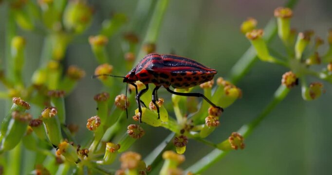 Macro video of a red striped stink bug climbing a green plant stem in close up.
