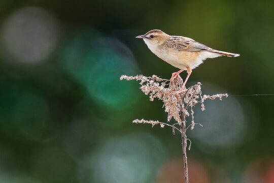 枯れ草に留まるセッカ(Zitting Cisticola)