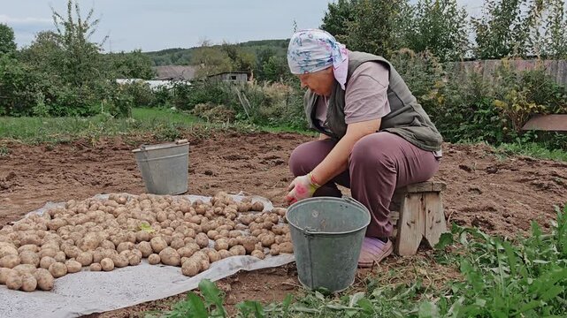Elderly woman sorting freshly harvested potatoes on cloth in garden, rural subsistence farming, autumn vegetable harvest.