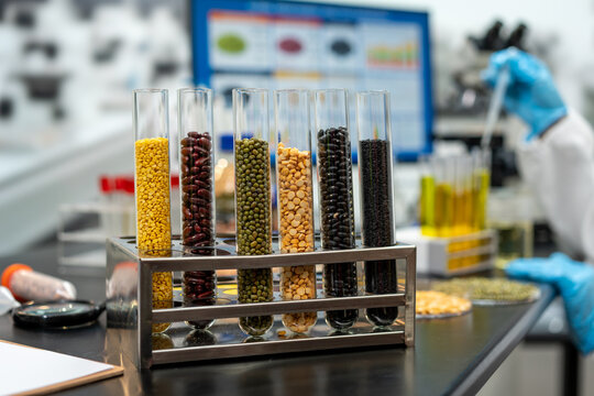 Laboratory technician in blue gloves examines a test tube rack filled with colorful beans, peas and grains on a modern research bench.