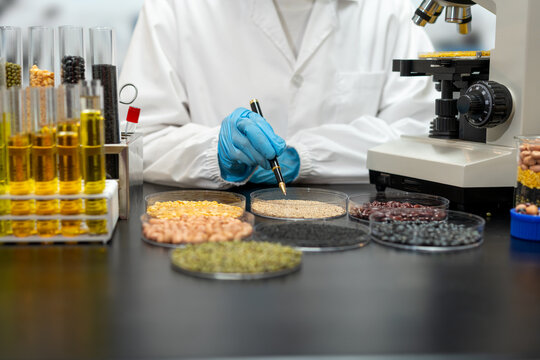 Food scientist in a white lab coat examines grains, beans and seeds beside test tubes of cooking oil and a microscope in a quality control laboratory.