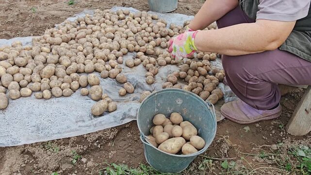 Woman collecting freshly dug potatoes into blue bucket from white cloth on ground in garden, rural harvest work, early autumn.