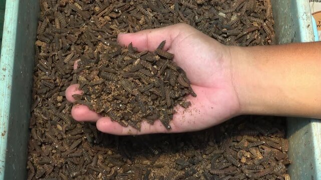 Farmer holding Black Soldier Fly larvae (BSF) or maggot in a breeding container for organic waste recycling and animal feed production
