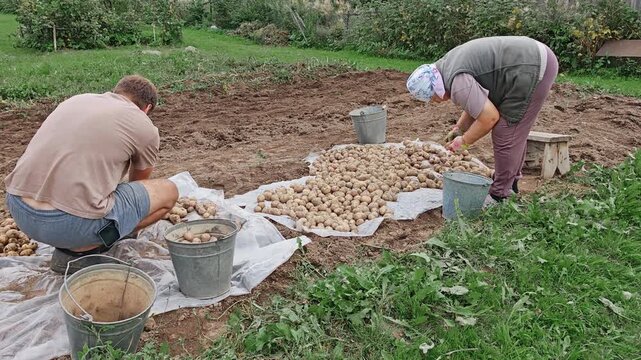 Man and woman working together harvesting potatoes in garden, sorting crop into metal bucket on cloth, rural dacha teamwork, autumn.