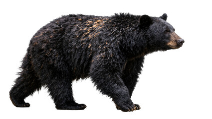 Black bear walking with shaggy fur, isolated on transparent background © mesopin