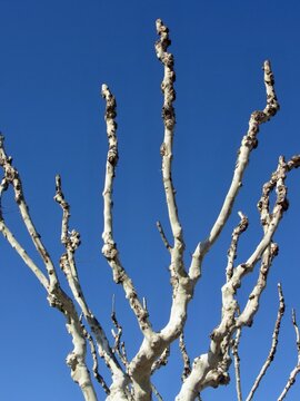 Pollarded London plane tree branches against blue sky