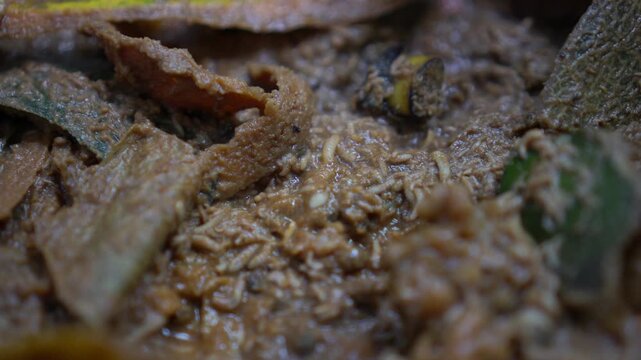 Black Soldier Fly Larvae (Maggots) writhing masses when consuming rich organic matter or feed