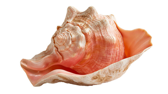 Large pink and orange queen conch seashell with spiral texture