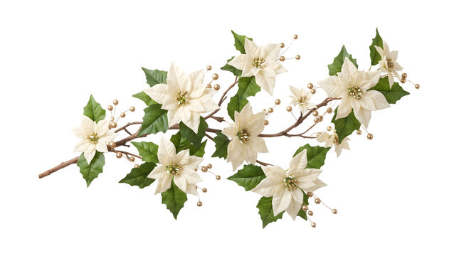 Decorative christmas branch with white poinsettia flowers and gold berries isolated on transparent background