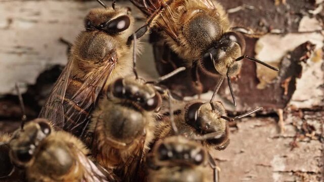 Real-time footage of honey bees (Apis species) resting closely together on a weathered wooden hive surface, showing calm colony behavior, insect activity and natural bee habitat.