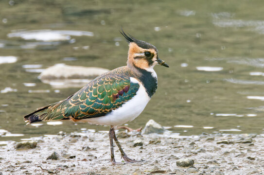 水辺のタゲリ(Northern Lapwing)の幼鳥