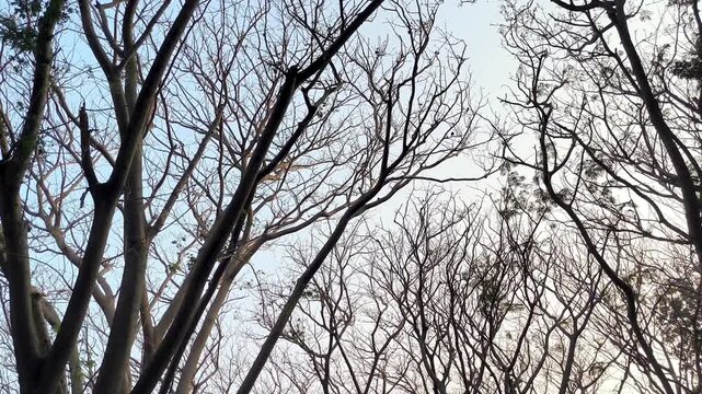 A low-angle shot panning across the canopy of tall bare trees with leafless branches silhouetted against a bright sky during autumn or dry season.