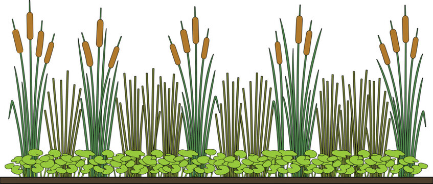 Flat vector illustration of wetland vegetation border featuring cattails, marsh grass, and green lily pads