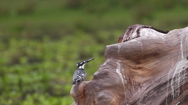 African birds flying over water and interacting with other wildlife in Maasai Mara, Kenya. Natural behavior and diverse birdlife photographed during a safari.