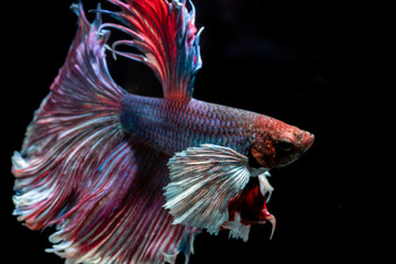 Siamese fighting fish displaying broad white pectoral fin and vibrant red tail fins. © wannasak