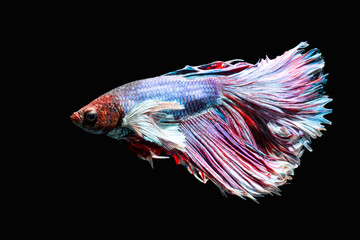 Colorful Siamese fighting fish swimming horizontally with flowing blue and red tail fins. © wannasak