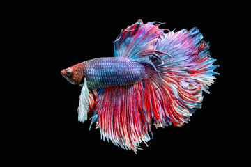 Vibrant Siamese fighting fish swimming with fully flared colorful fins against dark space. © wannasak