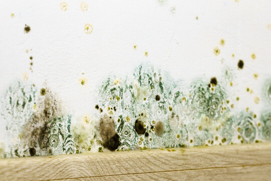 Mould and fungus growth on wall