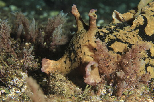 Spotted sea hare crawling on rocky seabed underwater macro
