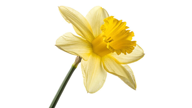 Single beautiful yellow daffodil narcissus flower bloom isolated on transparent background