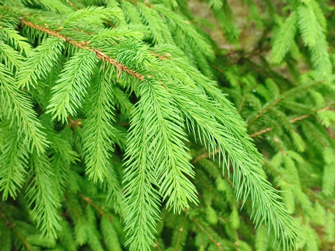 Fresh green spruce branches texture macro background for Christmas holiday design and environmental nature concept
