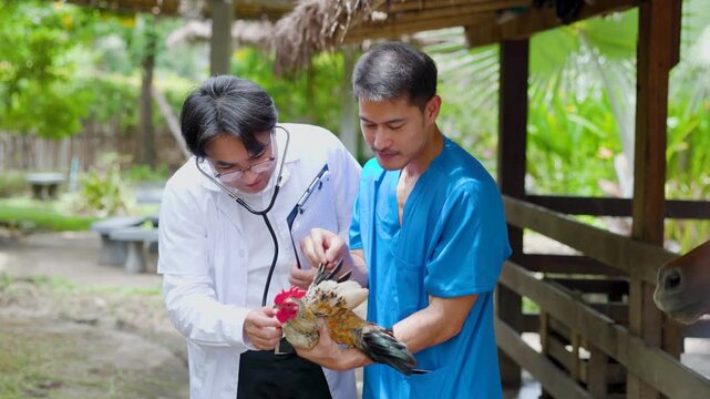 Two veterinarians examine a chicken on a rural farm, discussing health and treatment under a thatched shelter, highlighting poultry care, biosecurity, and animal welfare.