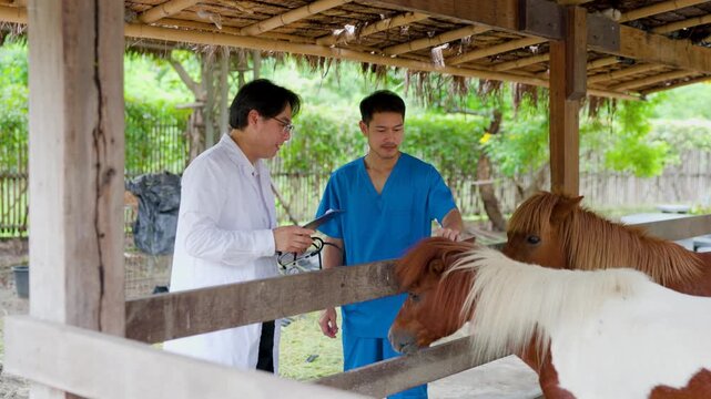 Two veterinarians examine horses in a rustic stable, discussing care under a thatched roof on a rural farm.