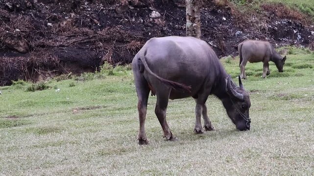 Two water buffaloes grazing in a grassy field in the countryside.