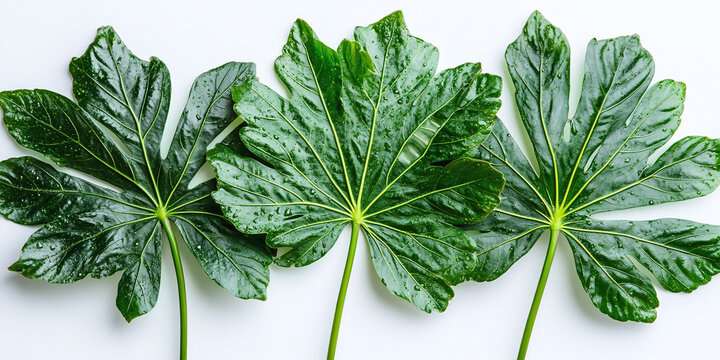 Fresh tropical aralia leaves isolated on a crisp white background, Japanese aralia, Fatsia japonica, vibrant green foliage with dew drops, botanical nature photography, studio shot for modern design