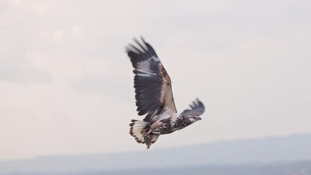 African birds flying over water and interacting with other wildlife in Maasai Mara, Kenya. Natural behavior and diverse birdlife photographed during a safari.