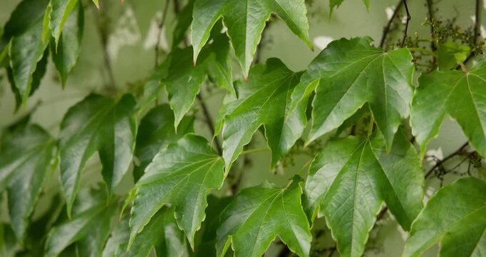 Close-up of wild ornamental grape leaves climbing a wall, swaying in a gentle breeze on a sunny day