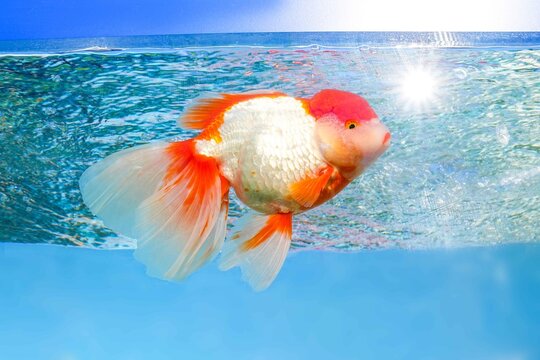 goldfish