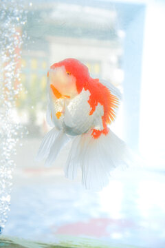 goldfish