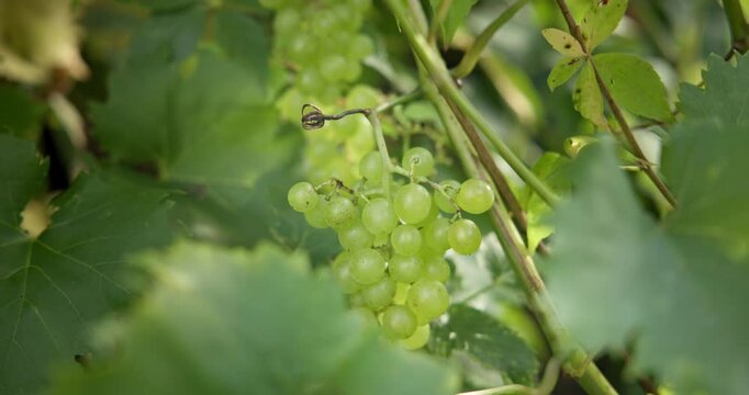 A close-up of a large cluster of grapes growing on a vine in a vineyard, captured with great depth of field