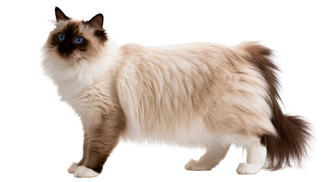 Fluffy Birman cat with blue eyes and dark brown points standing in profile