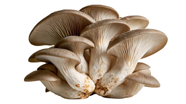 Fresh cluster of oyster mushrooms with brown caps and white gills