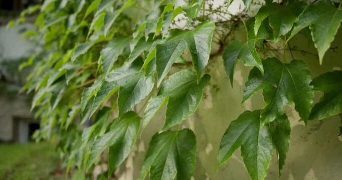 Close-up of wild ornamental grape leaves climbing a wall, swaying in a gentle breeze on a sunny day