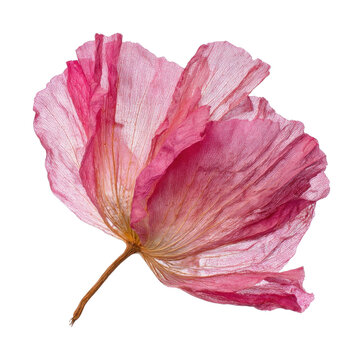 PNG Delicate pink flower illustration