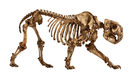 Saber-toothed cat fossil skeleton with sharp canine teeth and articulated bones © Alaric