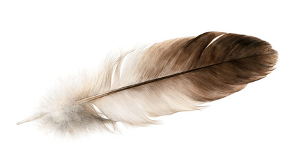 Brown and white striped bird feather with soft downy texture © Alaric